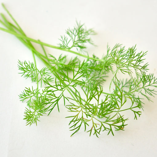 蒔蘿(Dill)