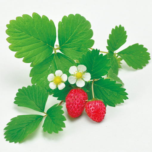 野生草莓 wild strawberry
