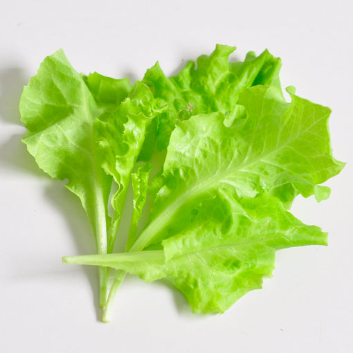 Lettuce