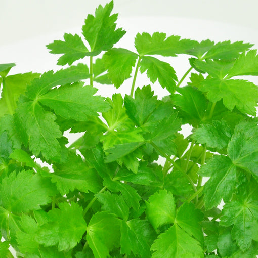 三葉芹 Japanese parsley
