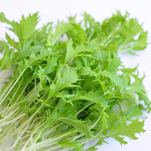 水菜 wasabi greens