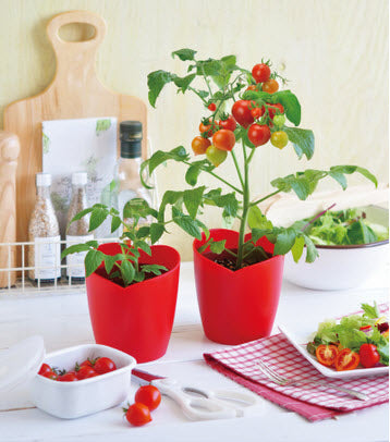 Heart-shaped tomato potted plant Heartomato Set