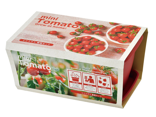 Small tomato potted plant