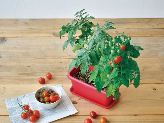 Small tomato potted plant