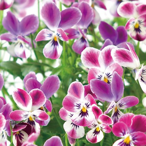 兔耳三色堇 Bunnyear