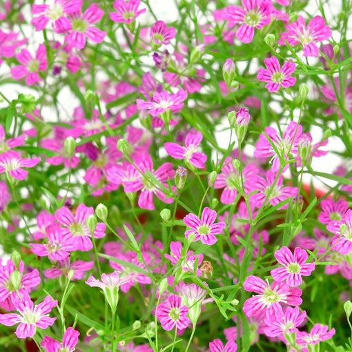 滿天星  Gypsophila
