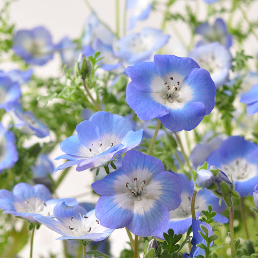 粉蝶花 Nemophila