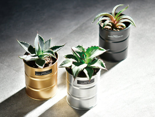 Industrial style home small potted plants 