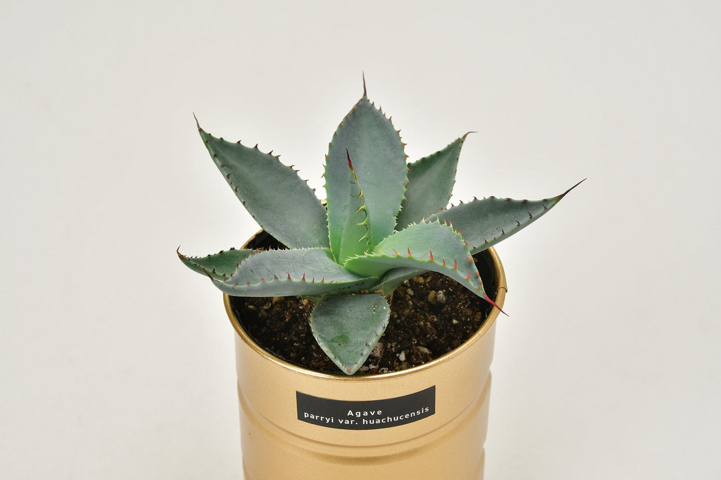 Industrial style home small potted plants 