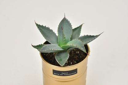 Industrial style home small potted plants 