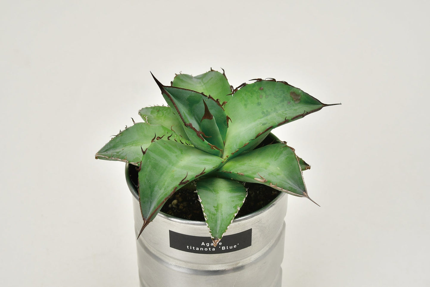 Industrial style home small potted plants 