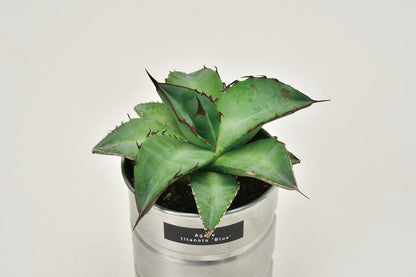 Industrial style home small potted plants 