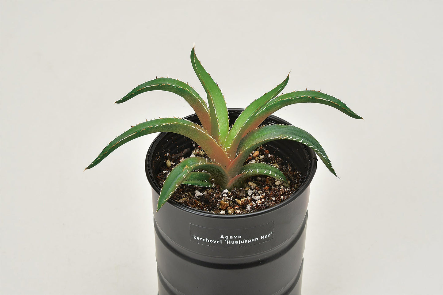 Industrial style home small potted plants 