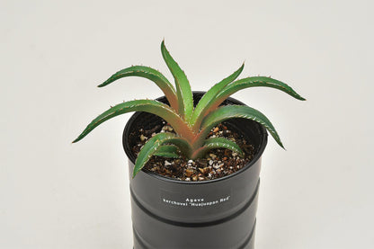 Industrial style home small potted plants 