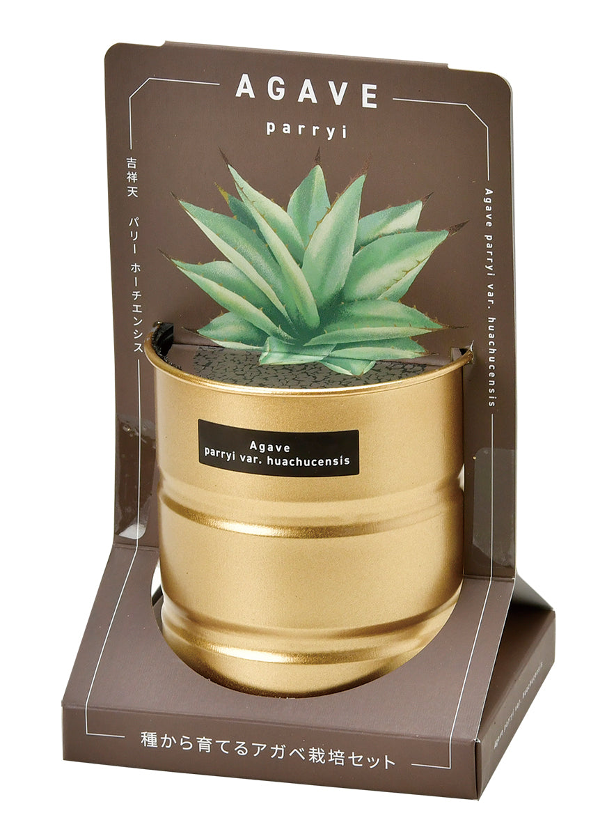 Industrial style home small potted plants 