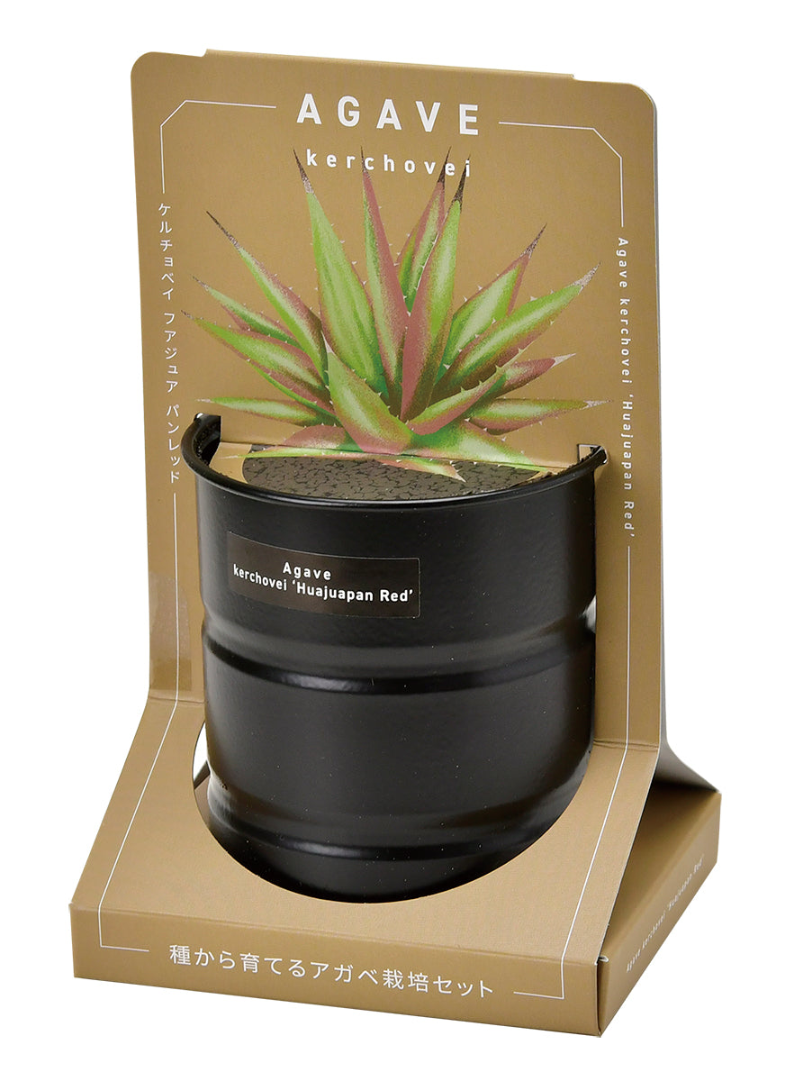 Industrial style home small potted plants 