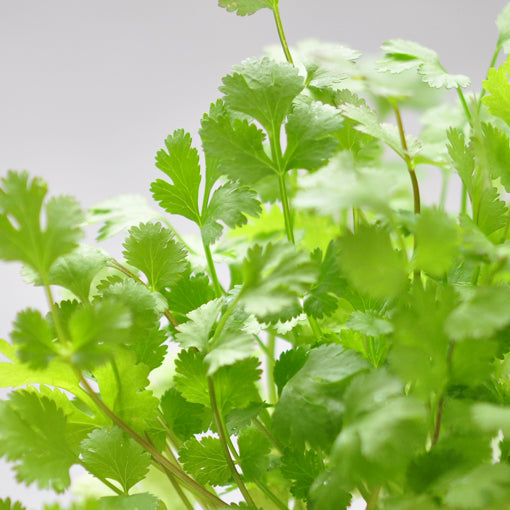 芫荽 Coriander