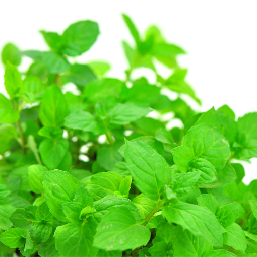 薄荷