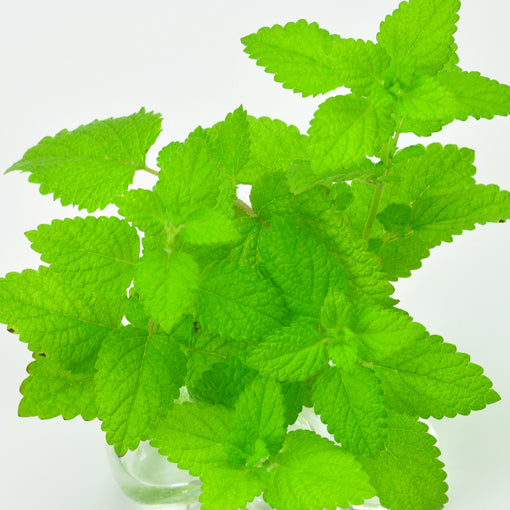 檸檬香蜂草（Lemon Balm）