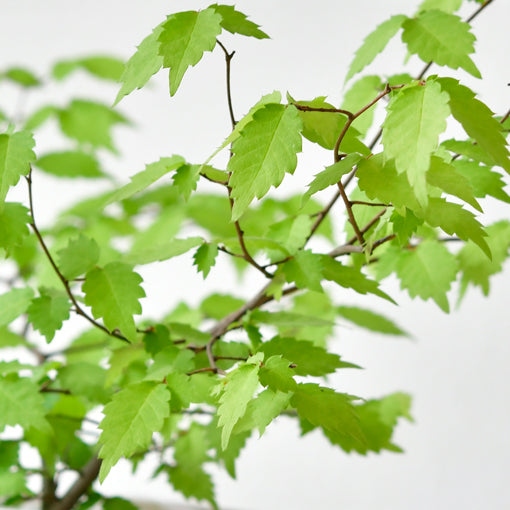 櫸木 Zelkova serrata – Think Action