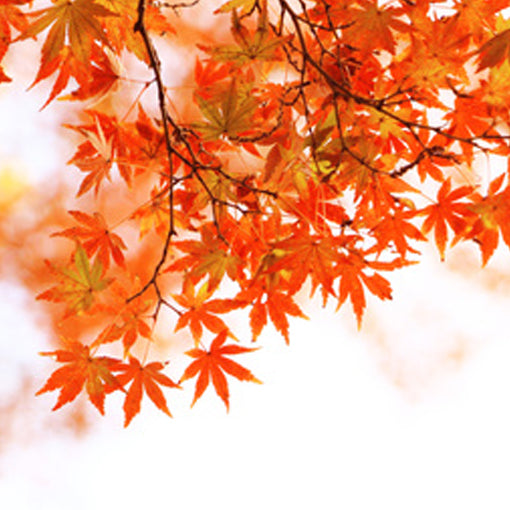 楓樹 Japanese maple