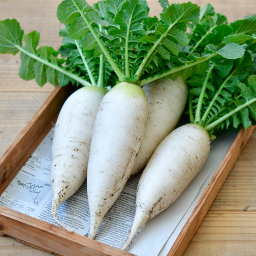 白蘿蔔 Daikon radish – Think Action