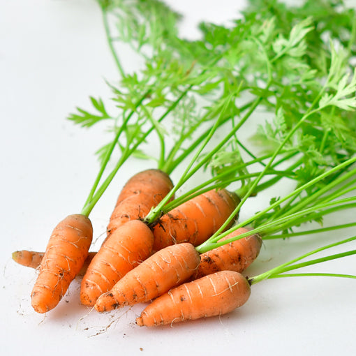 迷你紅蘿蔔（Mini Carrots）