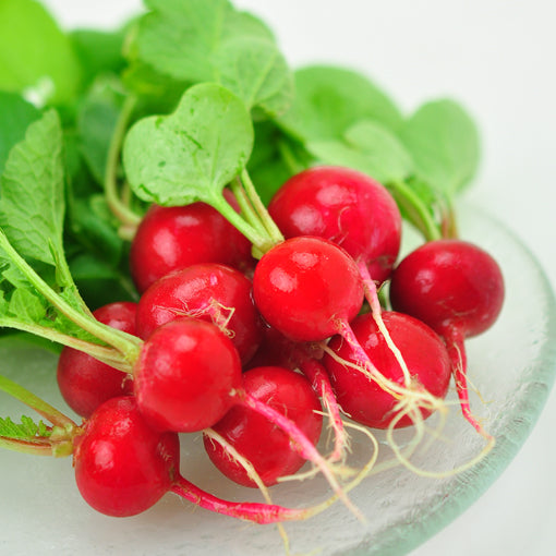 小紅蘿蔔 Radish – Think Action