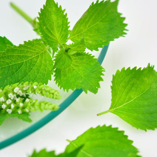 青紫蘇 green shiso