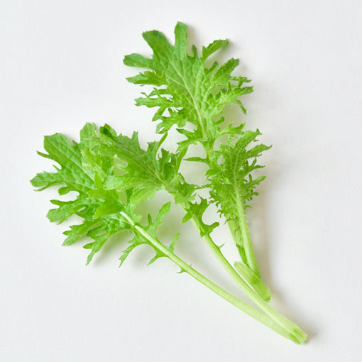 芥末菜 wasabi greens