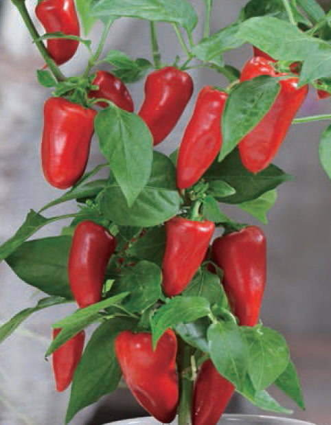 Mini Potted Pepper-Red/Yellow Pepper PAPRIKA