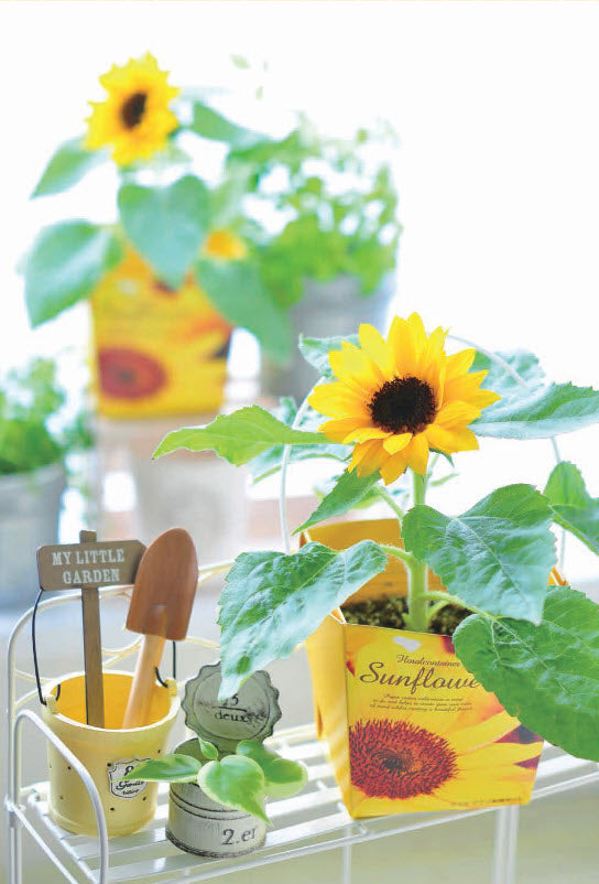 Floral Container Smile Sunflower