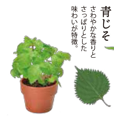 隨機扭蛋小盆栽系列 - 日式香料
