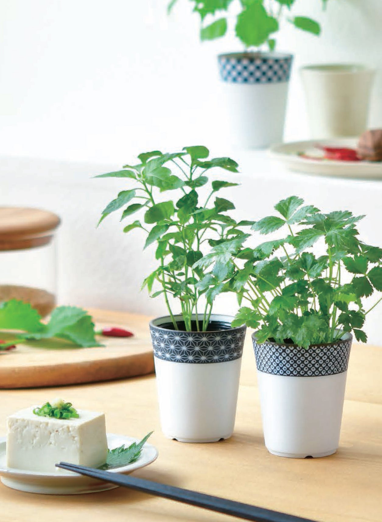 Japanese tea cup herbal ingredients potted plant - clover / tangerine / perilla leaf