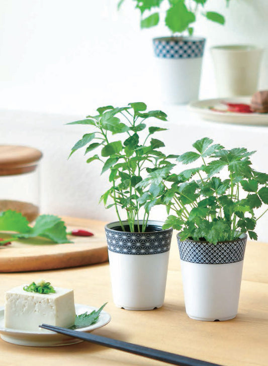 Japanese tea cup herbal ingredients potted plant - clover / tangerine / perilla leaf