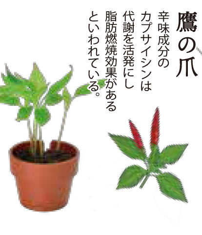 Random gashapon small potted plant series - Japanese spices