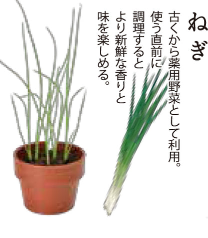 Random gashapon small potted plant series - Japanese spices