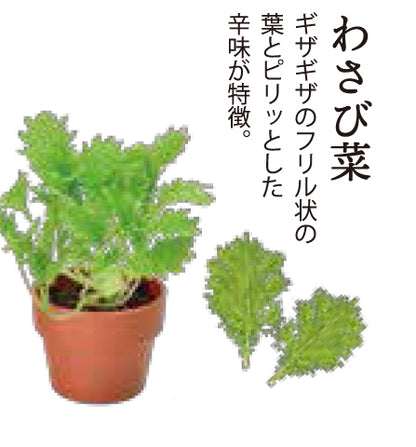 Random gashapon small potted plant series - Japanese spices