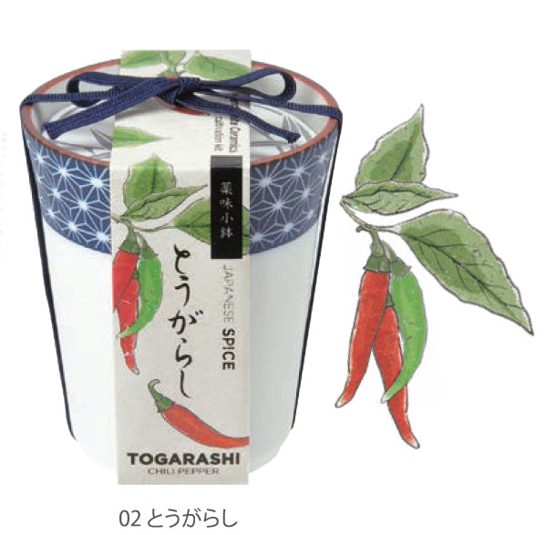 和式茶杯草藥配料盆栽 - 三葉草/唐辛子/紫蘇葉