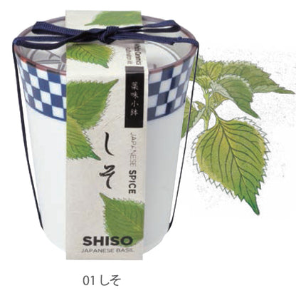 和式茶杯草藥配料盆栽 - 三葉草/唐辛子/紫蘇葉