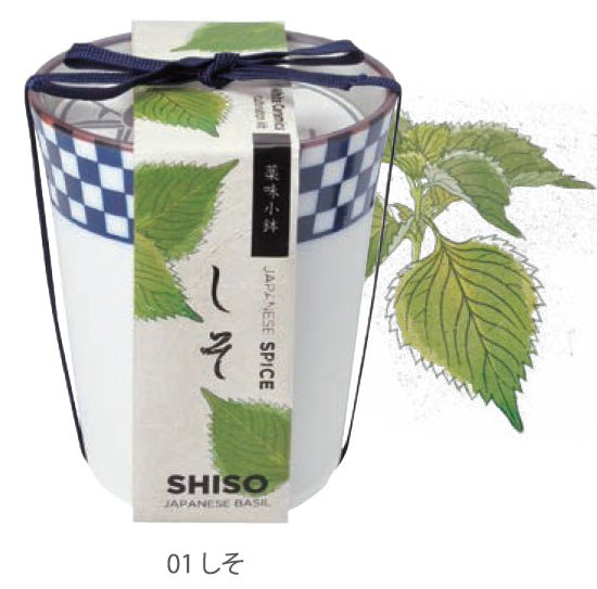 Japanese tea cup herbal ingredients potted plant - clover / tangerine / perilla leaf
