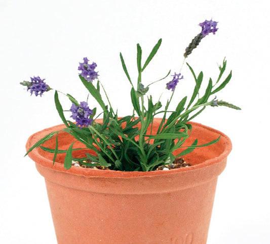 Recycled paper small flowerpot ECOT small - lavender/strawberry