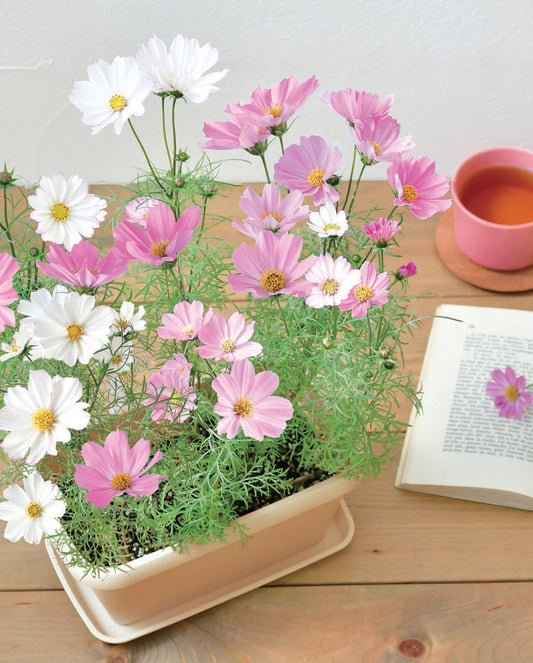 Pansy/Cosmos/Small Sunflower