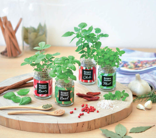 KitchenOtaru potted plants-basil/wildberry/mint/pepper