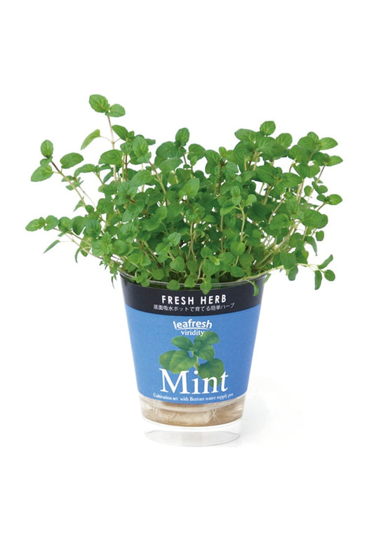 Fresh Herb, a small potted plant that automatically absorbs water - Italian coriander/mint/basil
