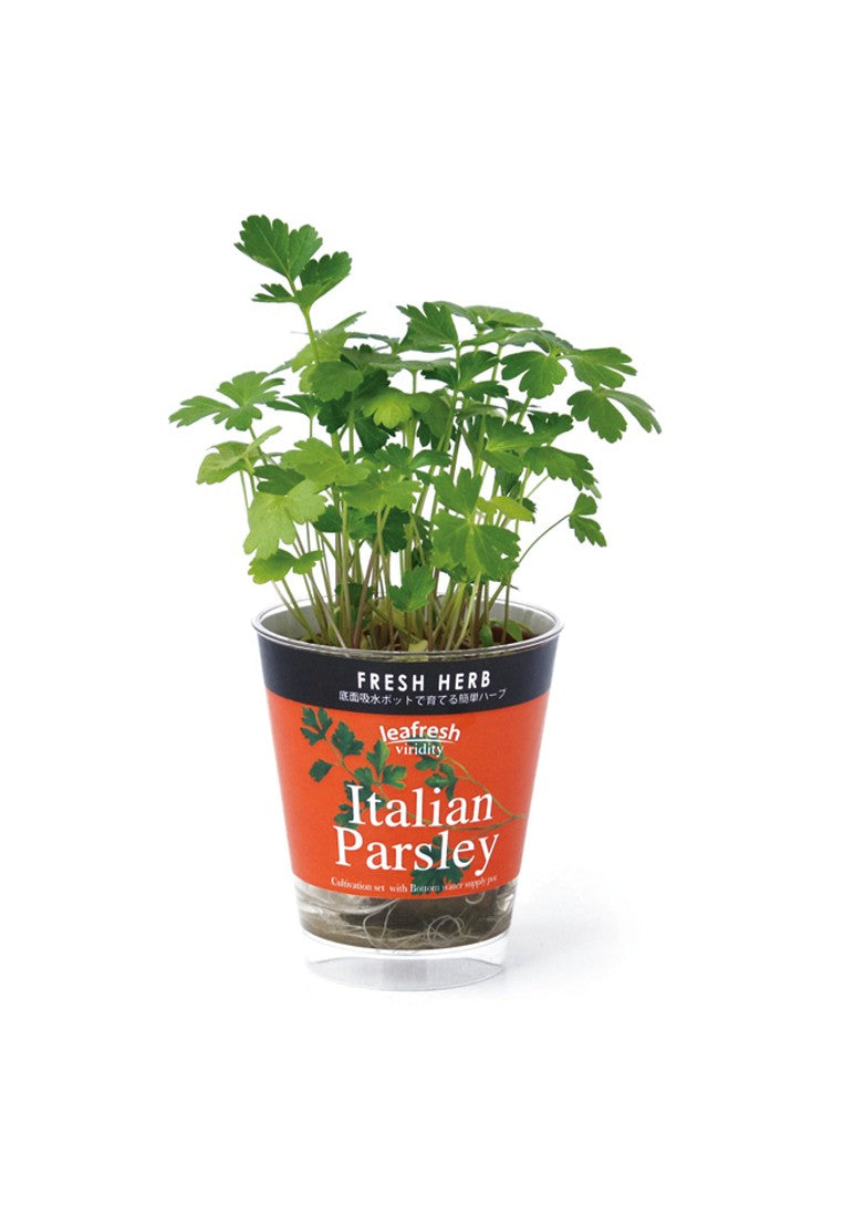 Fresh Herb, a small potted plant that automatically absorbs water - Italian coriander/mint/basil
