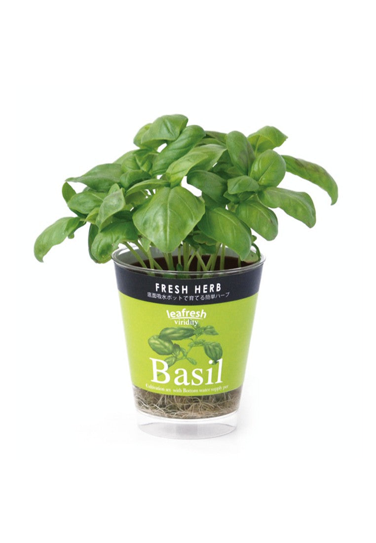 Fresh Herb, a small potted plant that automatically absorbs water - Italian coriander/mint/basil