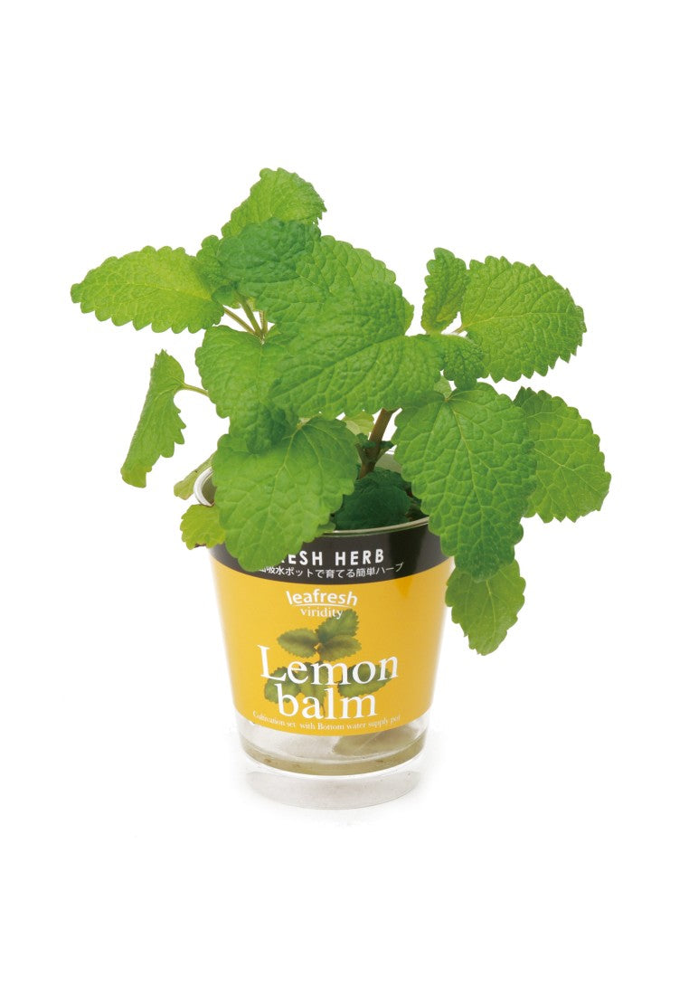 Fresh Herb, a small potted plant that automatically absorbs water - Italian coriander/mint/basil