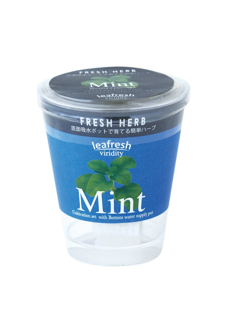 Fresh Herb, a small potted plant that automatically absorbs water - Italian coriander/mint/basil