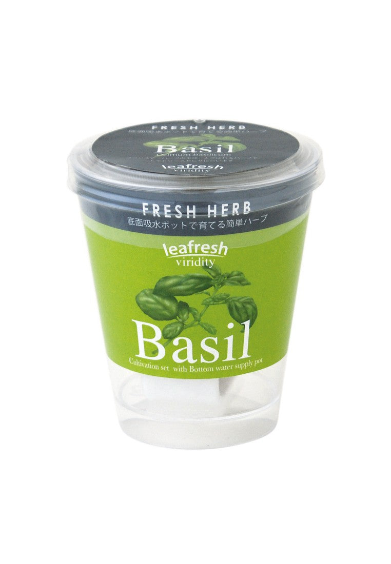 Fresh Herb, a small potted plant that automatically absorbs water - Italian coriander/mint/basil